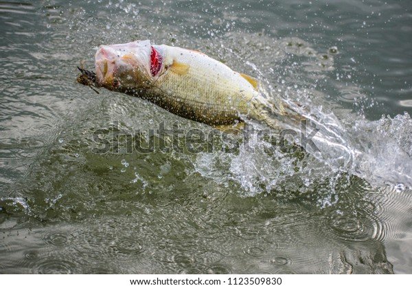 Big bass splash slot demo, demo big bass splash