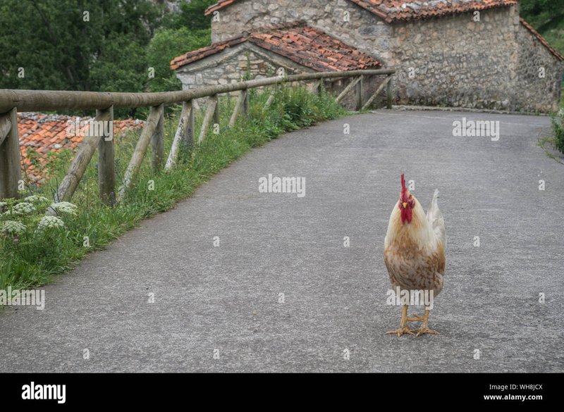 Immagine: Tutti i Segreti sulla Popolare Applicazione di Gioco Chicken Road in Italia